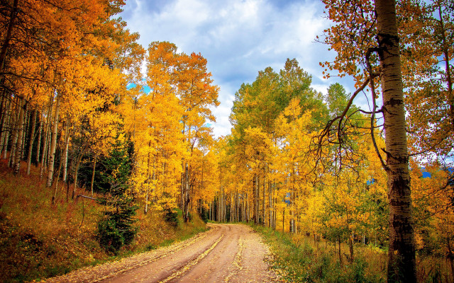 Dirt road yellow leaves blue free wallpaper - medium preview image