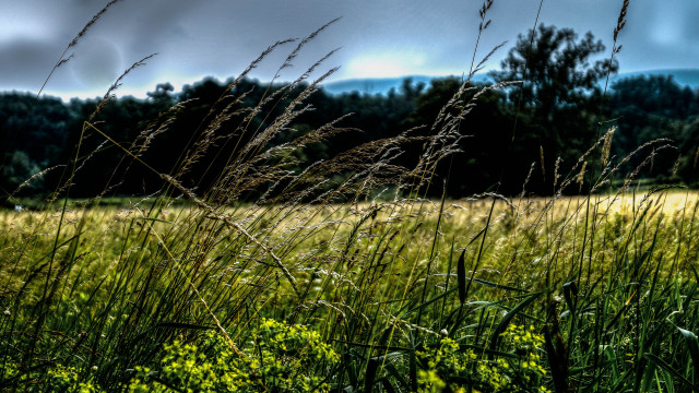 Field tallgrass trees clouds bench free wallpaper - medium preview image