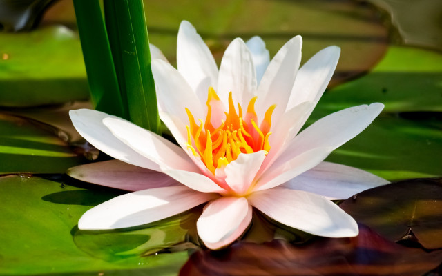 White yellow lily daisy water free wallpaper - medium preview image