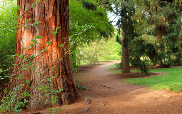 Park path tree bench sunbeam free wallpaper - medium preview image