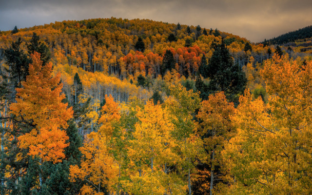 Forest autumn leaves fire sunset free wallpaper - medium preview image