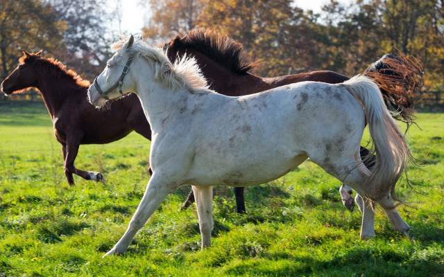 Horses field trees bush nature free wallpaper - medium preview image