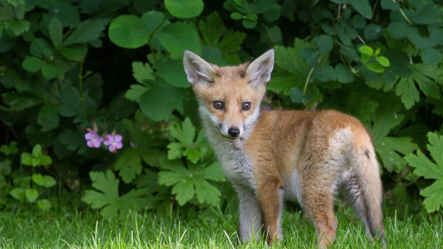 Small fox grass bushes flowers free wallpaper - medium preview image