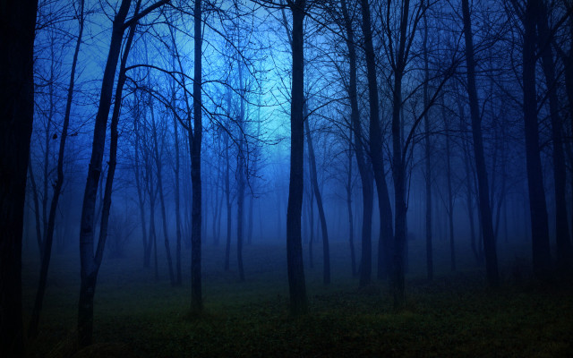 Dark moon forest bamboo trees free wallpaper - medium preview image