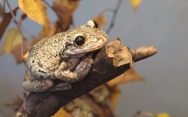 Frog branch leaves blue sky free wallpaper - medium preview image