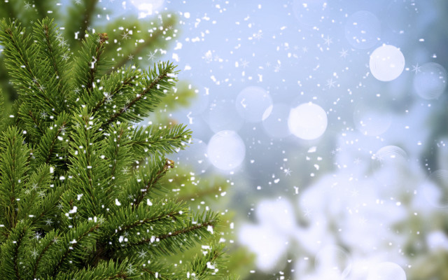 Pine snow falling blurry background free wallpaper - medium preview image