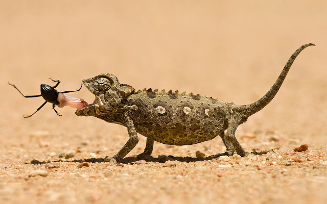 Desert lizard bug macro art free wallpaper - medium preview image