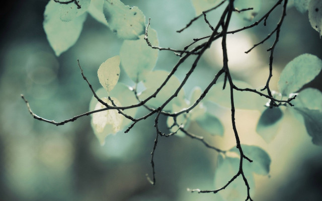 Branch leaves water moon night free wallpaper - medium preview image