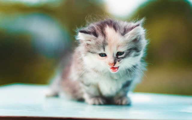 Kitten tongue out trees blurry free wallpaper - medium preview image