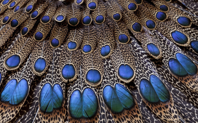 Peacock feathers blue brown spot free wallpaper - medium preview image