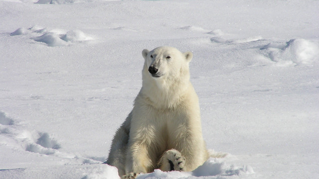 Polar bear snow jigsaw ecological free wallpaper - medium preview image