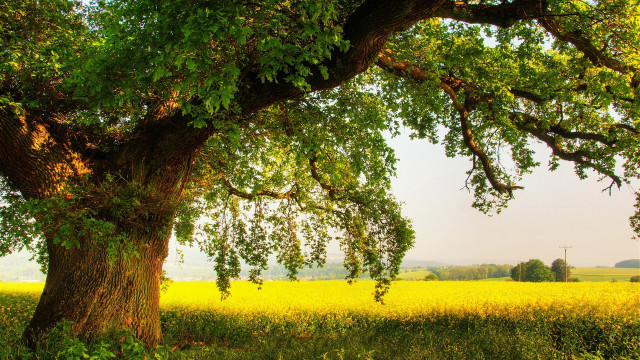 Large tree yellow flowers windmill free wallpaper - medium preview image