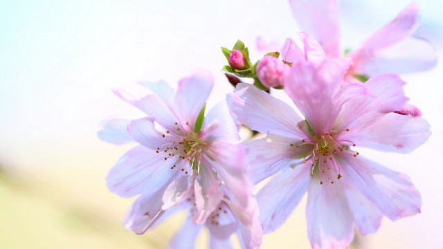 Pink flower sky macro daisy free wallpaper - medium preview image