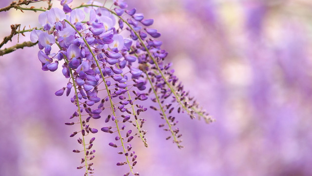 Purple flowers hanging branch macro free wallpaper - medium preview image