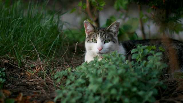 Sad cat grass plants trees free wallpaper - medium preview image
