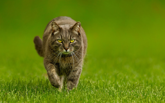 Cat green field yellow eyes free wallpaper - medium preview image