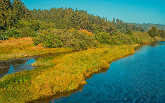 River grassy bank trees blue free wallpaper - medium preview image