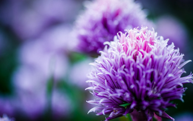 Purple hydrangea bokeh macro flower free wallpaper - medium preview image