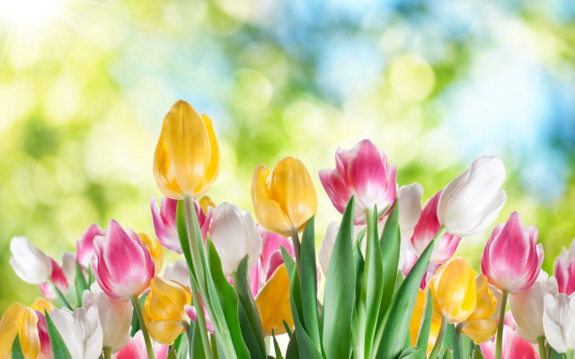 Flowers vase table bokeh outdoors free wallpaper - medium preview image
