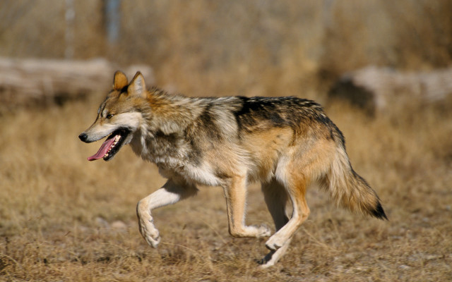 Wolf running field open mouth free wallpaper - medium preview image