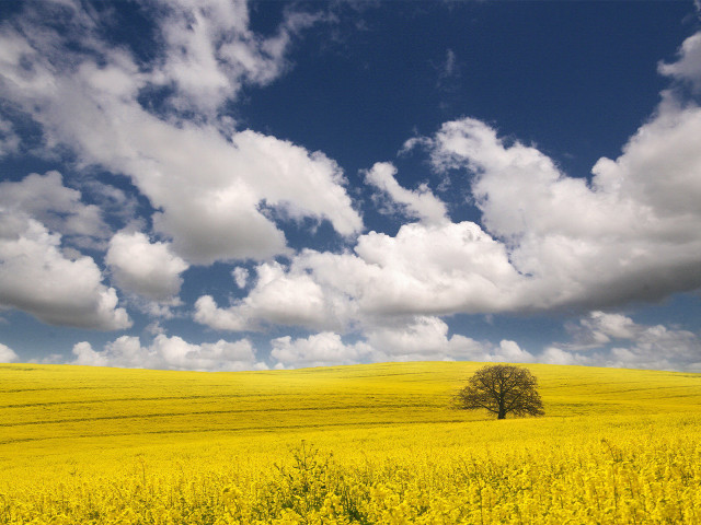 Lone tree yellow flowers cloudy free wallpaper - medium preview image