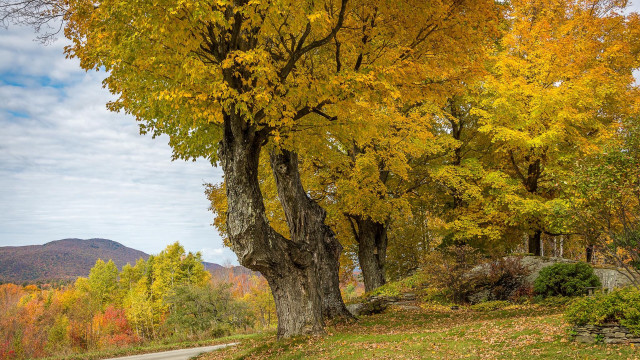 Bench tree yellow leaves mountain free wallpaper - medium preview image