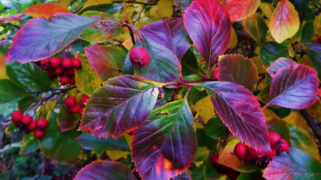 Fall berry tree green leaves free wallpaper - medium preview image