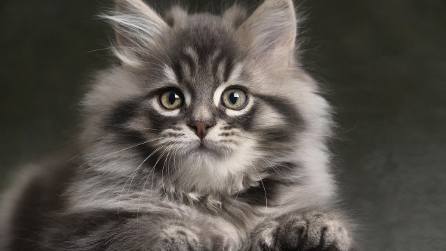 Gray kitten white patch serious free wallpaper - medium preview image