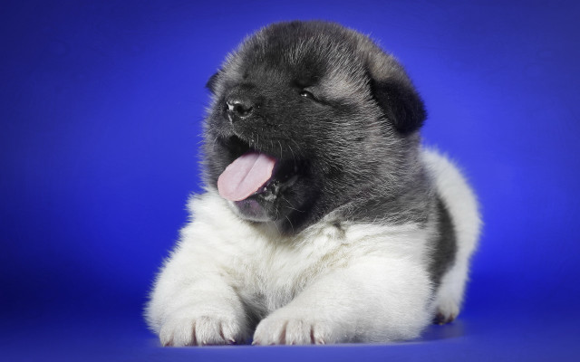 Puppy blue background tongue out free wallpaper - medium preview image