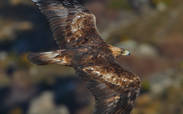 Bird of prey wings blur free wallpaper - medium preview image