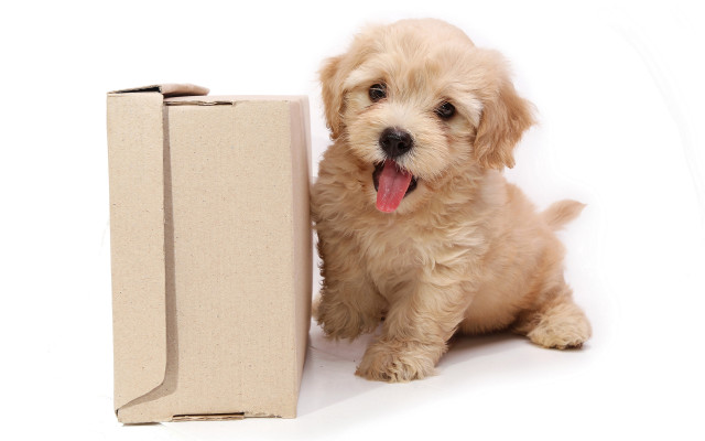 Small dog cardboard box tongue free wallpaper - medium preview image