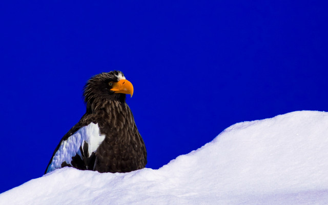 Bird snow pile blue sky free wallpaper - medium preview image