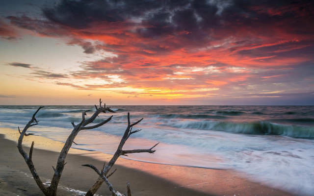 Beach tree branch sunset clouds free wallpaper - medium preview image
