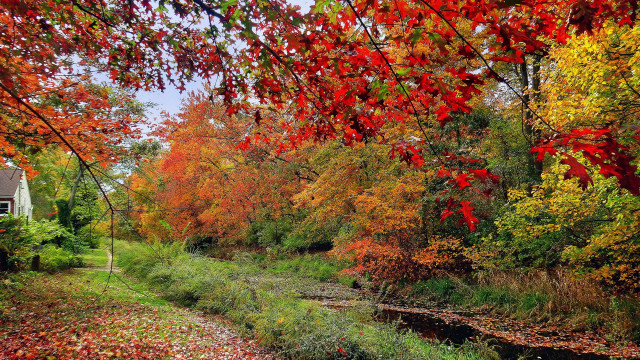 Autumn fall leaves forest river free wallpaper - medium preview image