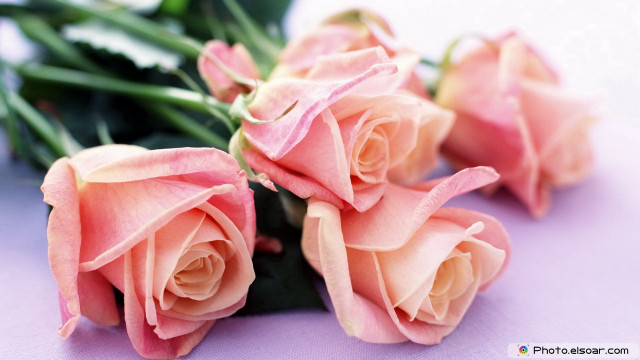 Pink roses table purple surface free wallpaper - medium preview image