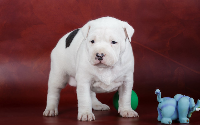 White puppy toy elephant red free wallpaper - medium preview image