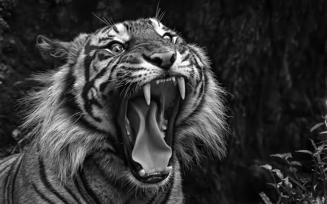 Tiger open mouth teeth photorealism free wallpaper - medium preview image
