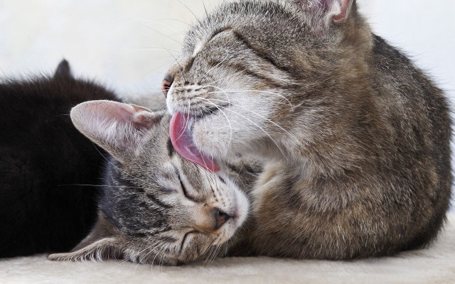 Cats laying licking open mouth free wallpaper - medium preview image