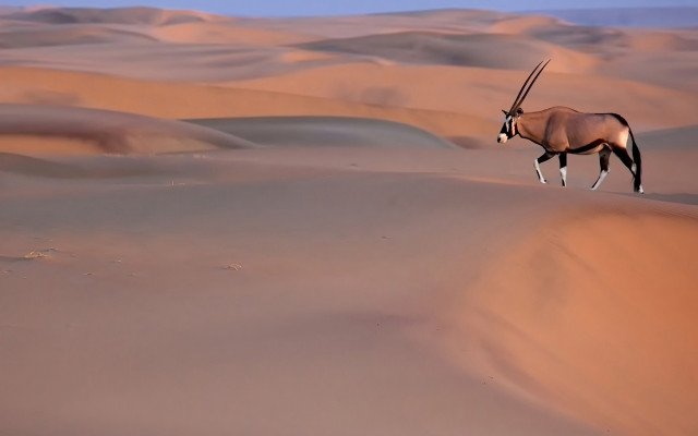 Gazelle desert sanddunes blue sky free wallpaper - medium preview image