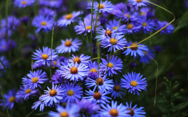 Purple flower field macro blurry #10 free wallpaper - medium preview image