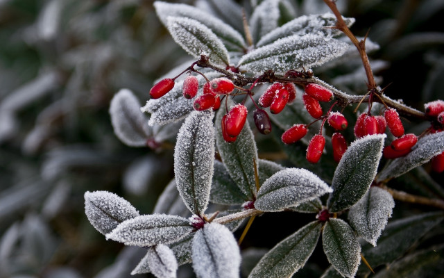 Frosted berry bush winter leaves free wallpaper - medium preview image