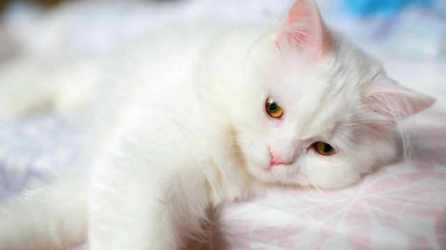 White cat bed pink blanket free wallpaper - medium preview image