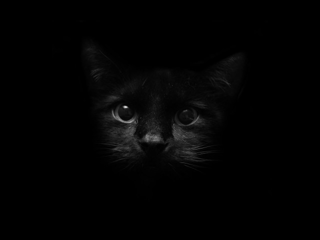 Black cat sad eye closeup free wallpaper - medium preview image