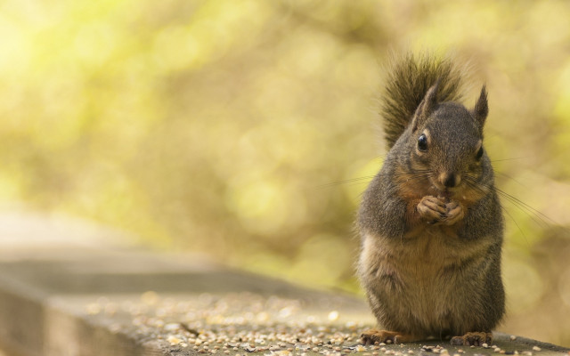Squirrel eating nut outdoor sunset free wallpaper - medium preview image