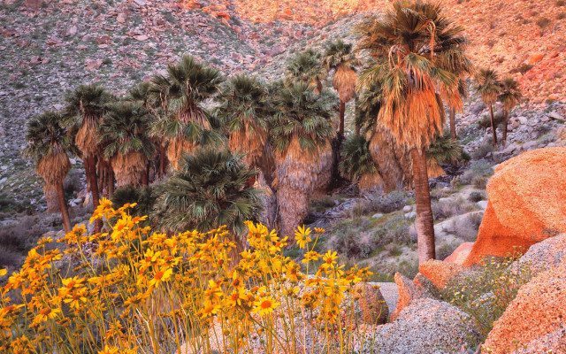 Palm trees desert yellow flowers #2 free wallpaper - medium preview image
