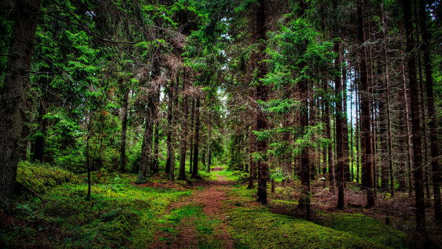 Forest path nature bush trees free wallpaper - medium preview image
