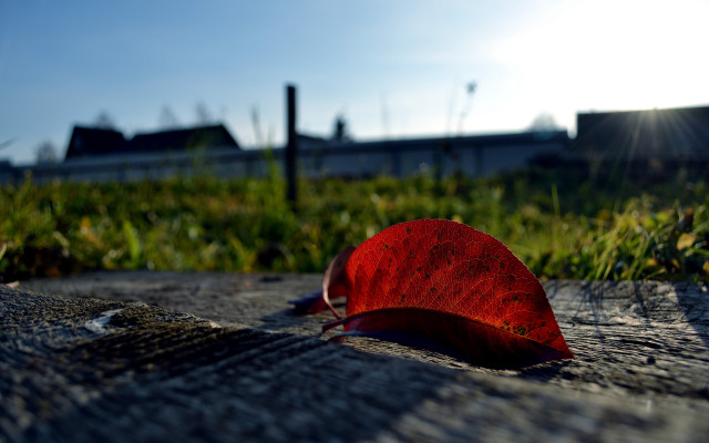 Red leaf grass fence building free wallpaper - medium preview image