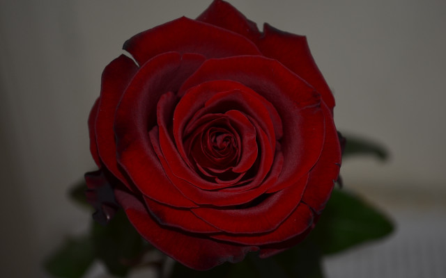 Red rose vase macro blurry free wallpaper - medium preview image