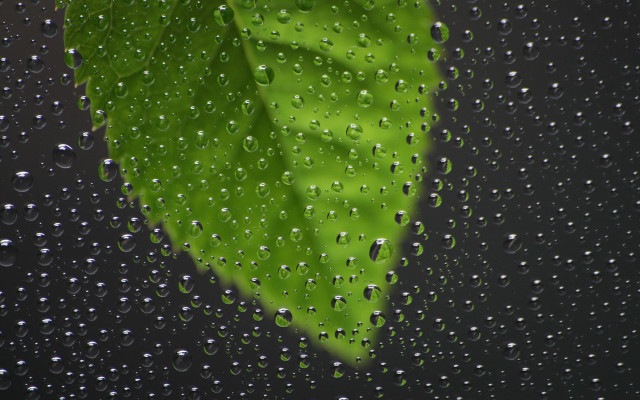 Green leaf rain soaked window free wallpaper - medium preview image