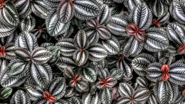 Leaves red flowers closeup plant free wallpaper - medium preview image